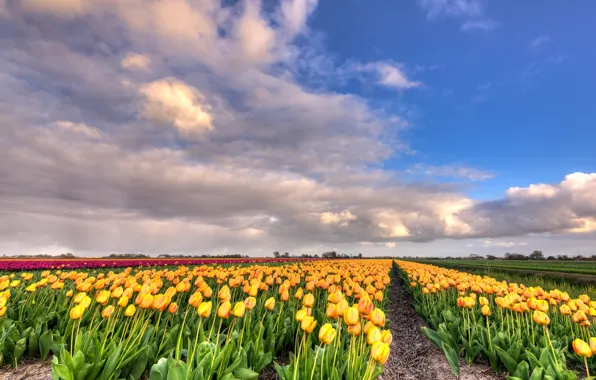 Картинка поле, облака, пейзаж, цветы, природа, тюльпаны