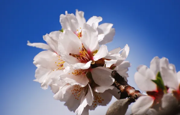 Цветы, природа, ветка, лепестки, яблоня, цветение, nature, flowers
