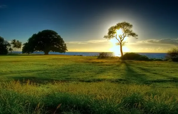Море, солнце, дерево, горизонт, полянка
