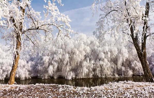 Картинка зима, иней, природа, деревья, ивы, река