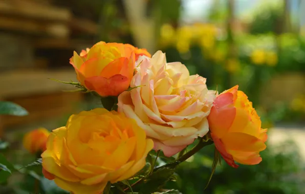 Картинка Розы, Roses, Bokeh