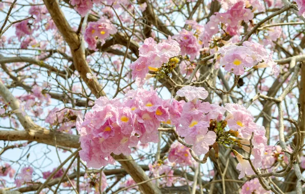 Цветы, ветки, весна, розовые, цветение, pink, blossom, flowers