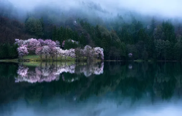 Вода, деревья, сакура, фотограф Comyu Matsuoka, весна цветени