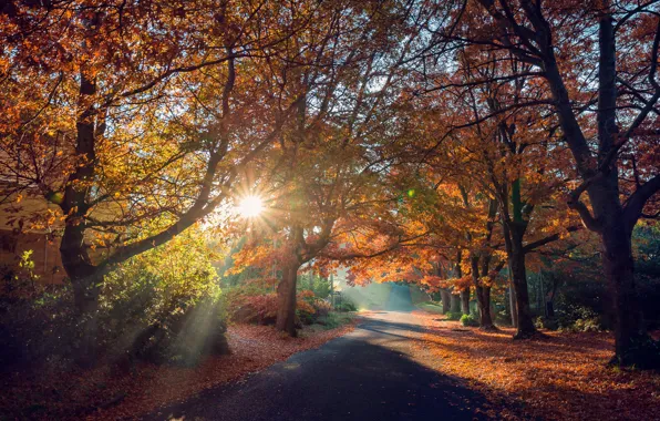 Картинка дорога, осень, солнце, лучи, деревья, пейзаж, природа, тени