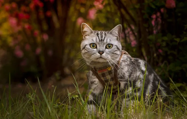 Кошка, трава, кот, взгляд, природа, поза, сад, прогулка