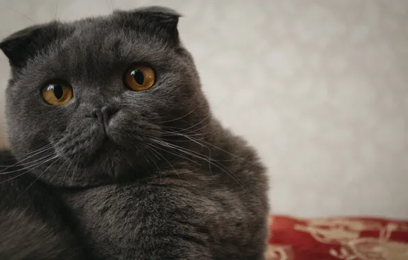 Глаза, кот, взгляд, макро, фото, серый, фон, зрачки