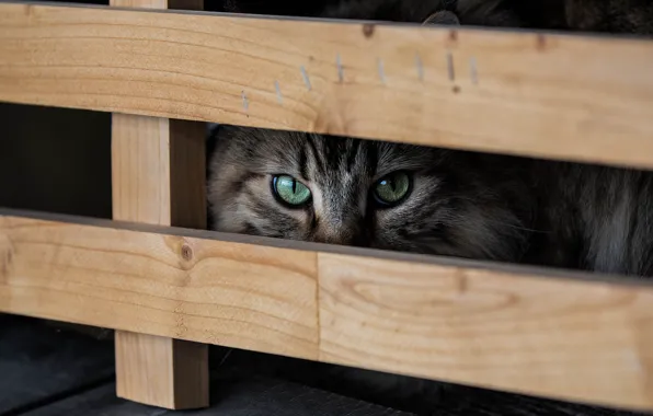 Кошка, кот, взгляд, поза, доски, портрет, ящик, мордашка