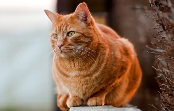 Кот, природа, фон