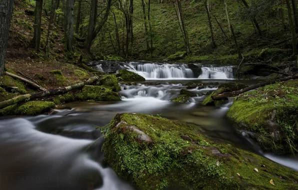 Лес, деревья, река, русло
