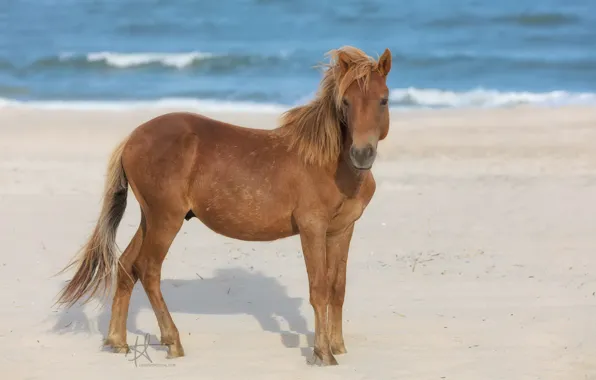 Животное, лошади, animal, horse, handsome, красавцы