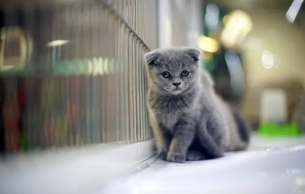 Кошка, взгляд, дом