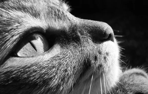 Картинка кошка, кот, морда, макро, глаз