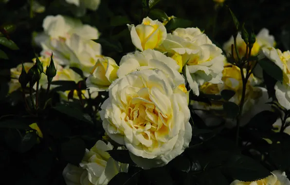 Rose, flower, blooming