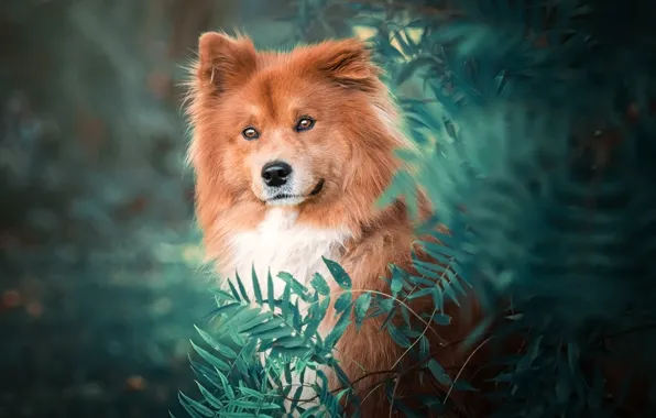 Картинка взгляд, морда, листья, природа, зеленый, фон, портрет, собака