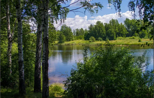 Картинка зелень, деревья, природа