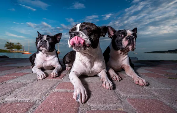 Трио, набережная, троица, три собаки, Бостон-терьер