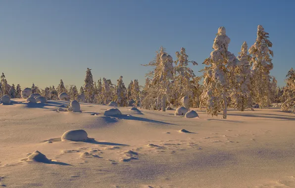 Картинка зима, снег, деревья, солнечный день