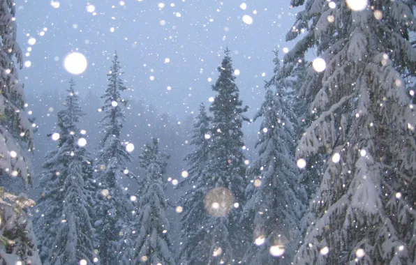 Зима, снег, елки, Деревья