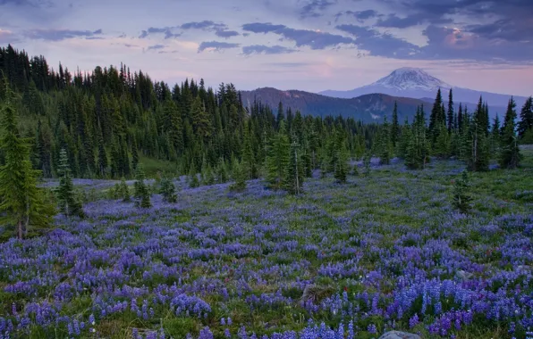 Деревья, цветы, горы, поляна, Washington, люпины, Cascade Range, Goat Rock Wilderness
