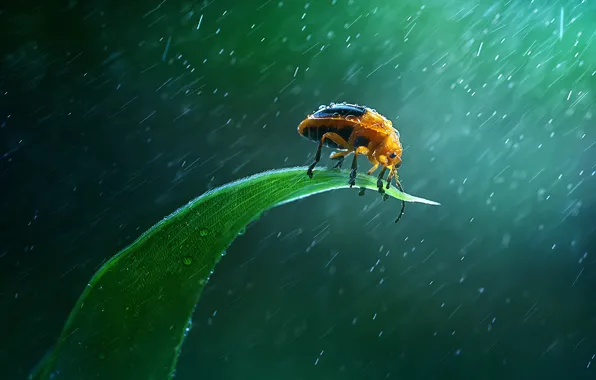 Rain, insect, green leaf