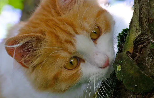 Кошка, кот, дерево, мордочка, котейка