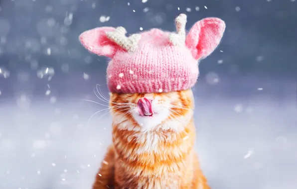 Зима, язык, кошка, кот, морда, снег, фон, розовая