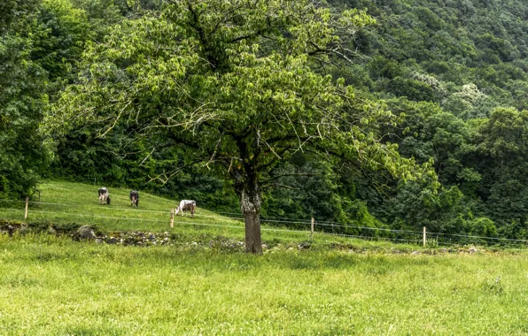 Картинка зелень, поле, трава, green, Лето, summer, grass, field