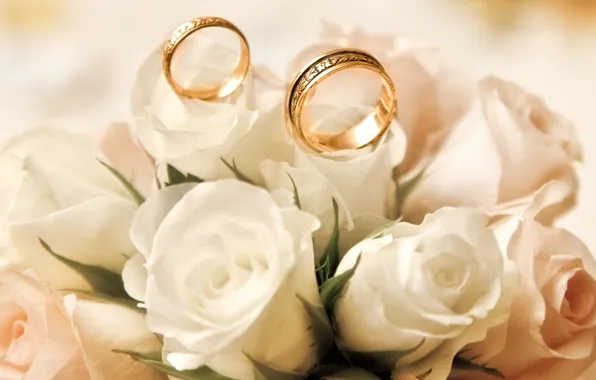 Розы, белые, бутоны, обручальные кольца