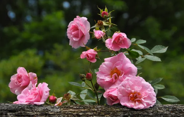 Картинка макро, цветы, роза, розы, сад, розовые, розовый куст