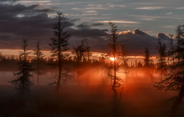 Картинка солнце, лучи, деревья, туман, сумрак, Восход, зарево