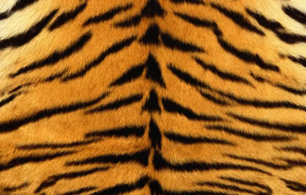 Тигр, шкура, мех, texture, animal, fur