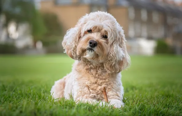 Grass, nature, brown, dog, head, ginger, portrait, poodle