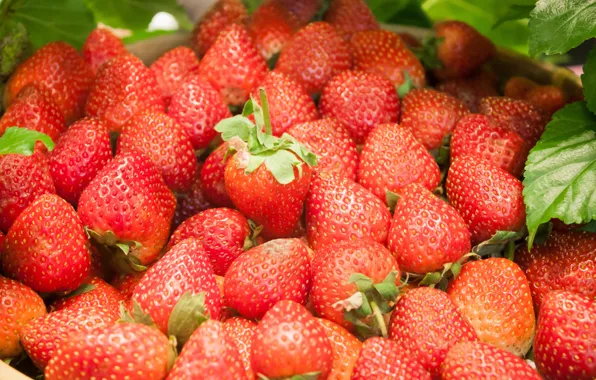 Ягоды, клубника, красные, fresh, спелая, sweet, strawberry, berries