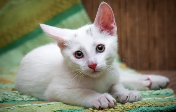 Кошка, белый, глаза, взгляд, котенок, портрет, пол, лежит