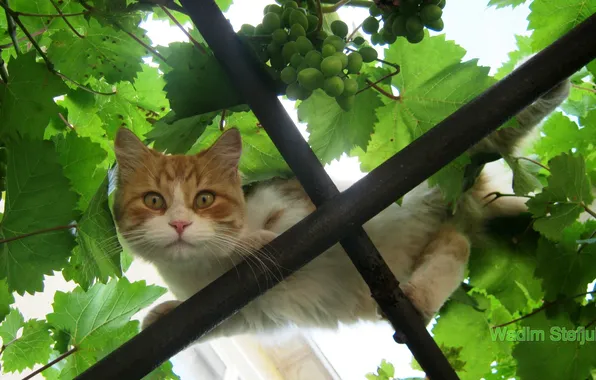 Кот, виноградник, рыжий кот