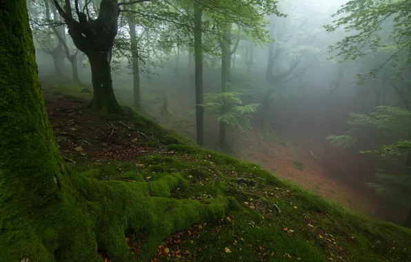 Картинка осень, лес, деревья, туман, мох, склон