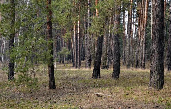 Поляна, листва, Лес, сосны
