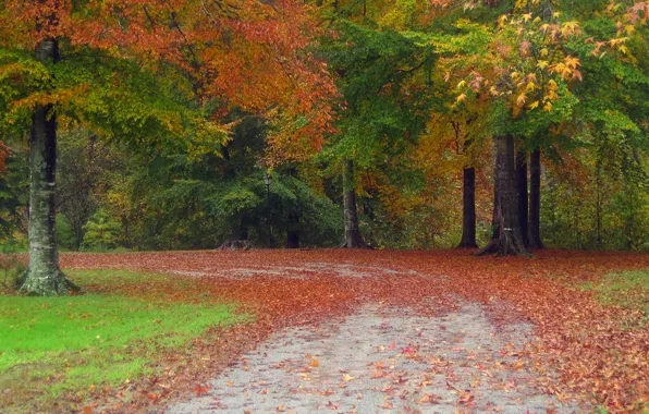 Картинка осень, лес, листья, деревья, природа, парк, дорожка, forest
