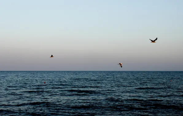 Море, закат, чайки, beach, sky, sea, ocean, sunset