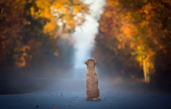 Картинка дорога, туман, собака