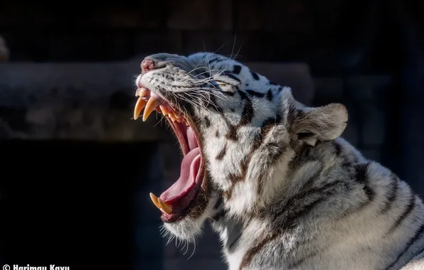 Картинка язык, морда, хищник, пасть, клыки, белый тигр, дикая кошка, зевает