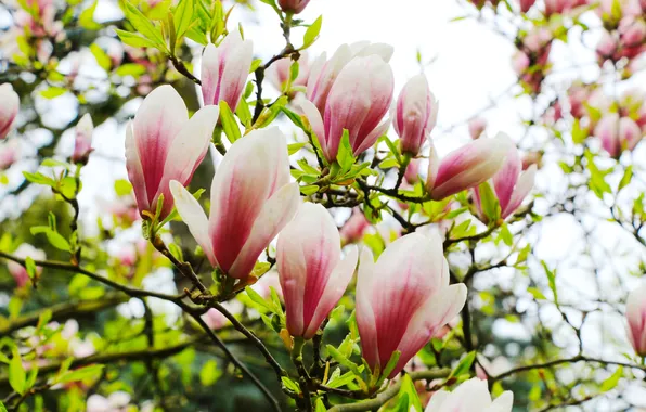 Flower, spring, magnolia, twig