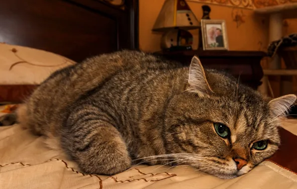 Кошка, кот, взгляд, морда, поза, уют, серый, комната