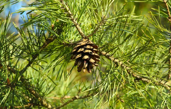 Pine, twig, cone