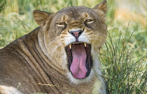 Картинка язык, кошка, морда, львица, ©Tambako The Jaguar