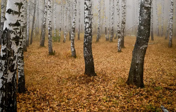 Осень, лес, природа