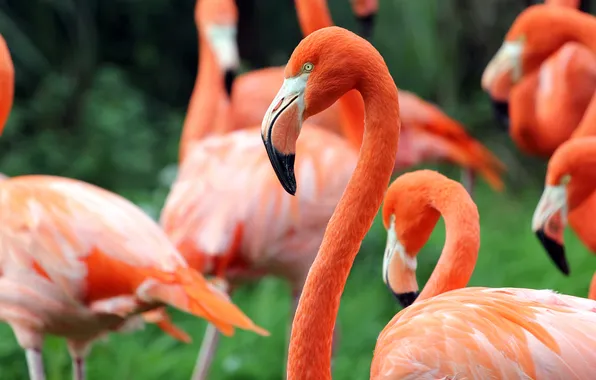 Зелень, птицы, фламинго