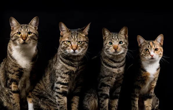 Кошки, темный фон, коты, четверо, серые, полосатые