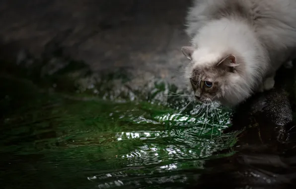 Кошка, кот, взгляд, вода, природа, поза, камни, берег