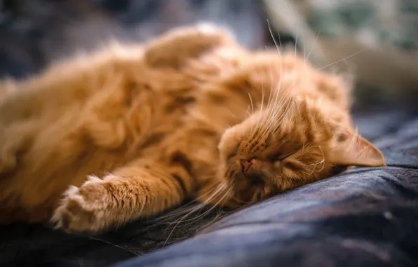 Картинка кот, усы, лапы, шерсть, рыжий, спит, лежит